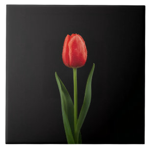 Azulejo Preto 4 Luxe com Tulipa Vermelha Rubi