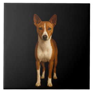 Azulejo Preto 4 Luxo com Cachorro Basenji Elegante