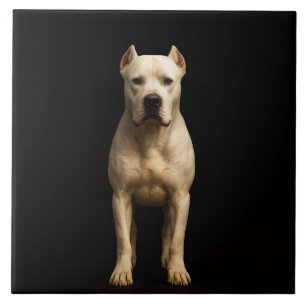 Azulejo Preto 4 Luxo com Dogo Argentino Ousado
