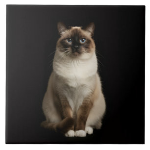 Azulejo Preto 4 Luxo com Gato Birmanês
