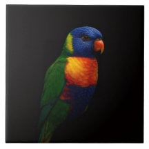 Azulejo Preto 4 Luxo com Papagaio Lorikeet Arco-Ír