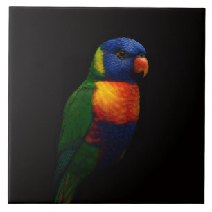 Azulejo Preto 4 Luxo com Papagaio Lorikeet Arco-Ír