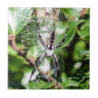 Azulejo preto & amarelo da aranha de jardim do