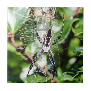 Azulejo preto & amarelo da aranha de jardim do