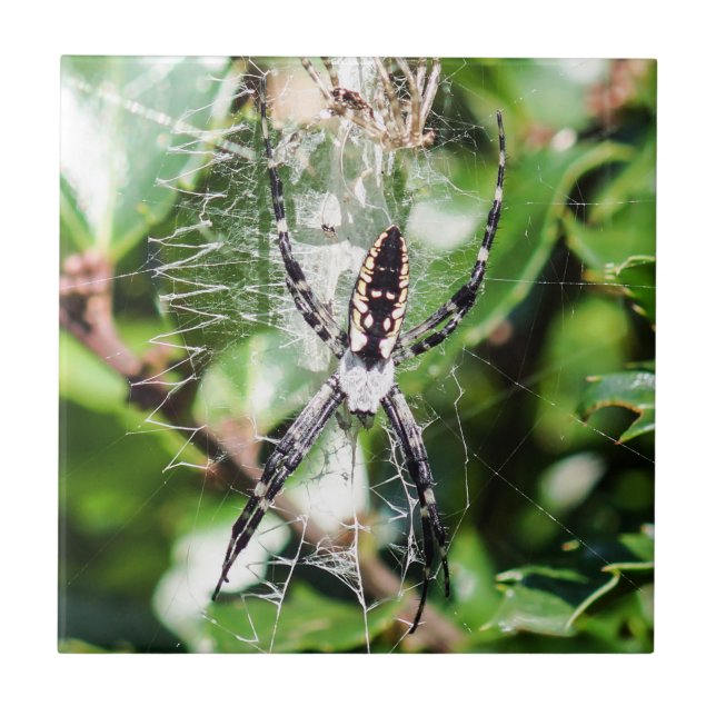 Azulejo preto & amarelo da aranha de jardim do (Frente)