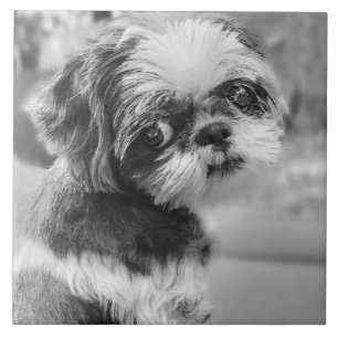 Azulejo preto e branco da menina de Shih Tzu