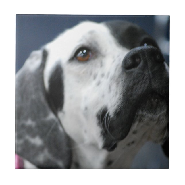 Azulejo preto e branco do cão do ponteiro (Frente)