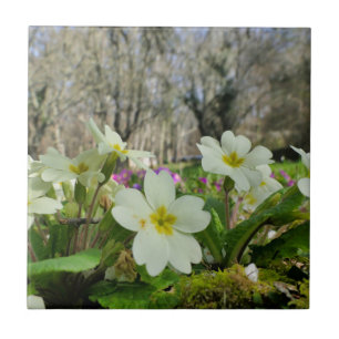 Azulejo Primrose Cerâmica