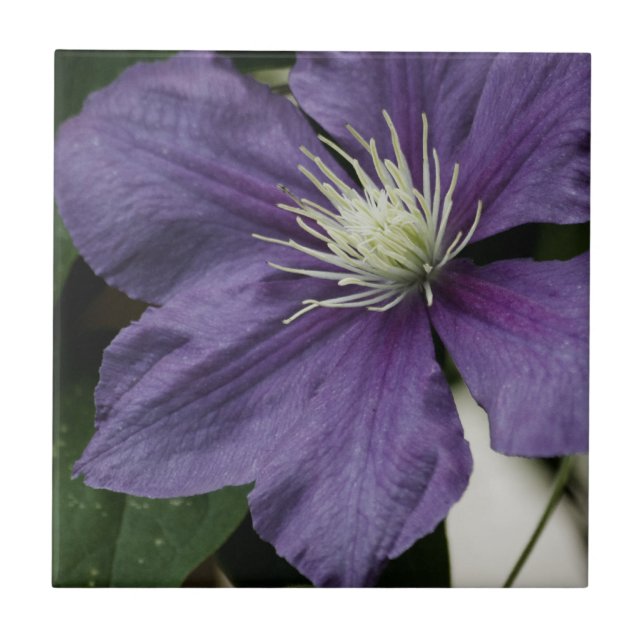 Azulejo Purple Clematis (Frente)