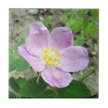 Azulejo Quadrado 10,8 cm Rosa Flor Woods