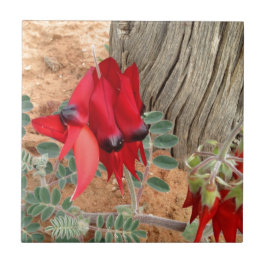 Azulejo quadrado de Sturt Desert Pea