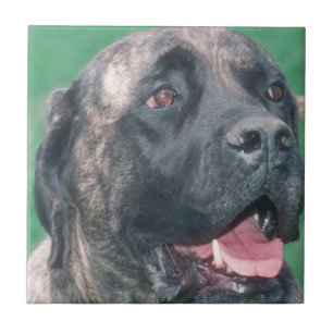 Azulejo rajado de Bullmastiff