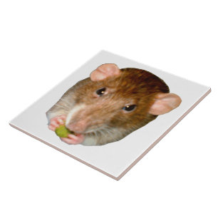 Azulejo Rato Fome