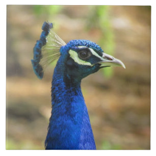 Azulejo - Retrato de Peacock