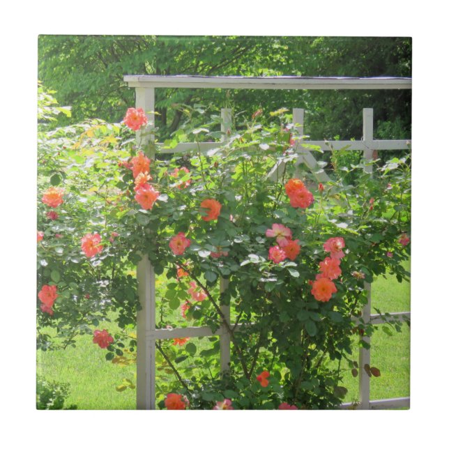 Azulejo Rosa de Coral Ocidental (Frente)