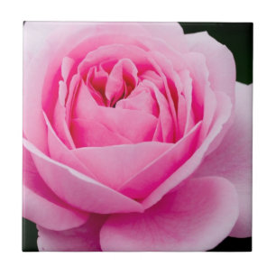 Azulejo Rosa Rosa Pastel