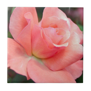 Azulejo rosa rosa rosa
