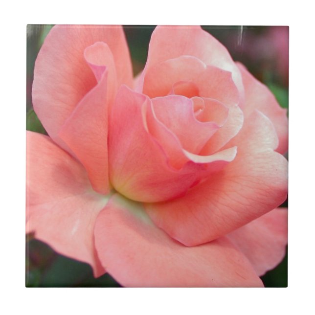 Azulejo rosa rosa rosa (Frente)