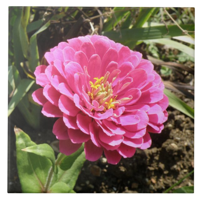 Azulejo Rosa Zinnia (Frente)