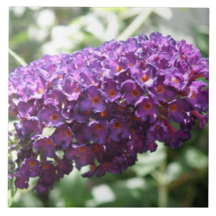 Azulejo roxo bonito das flores do Buddleia