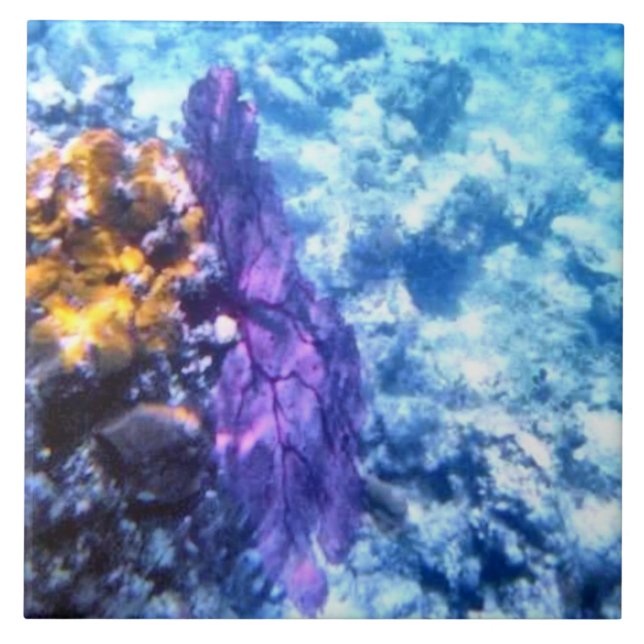 Azulejo roxo do fã de mar (Frente)