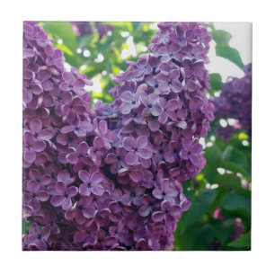Azulejo roxo dos Lilacs