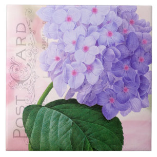 Azulejo roxo francês do Hydrangea de Redoute