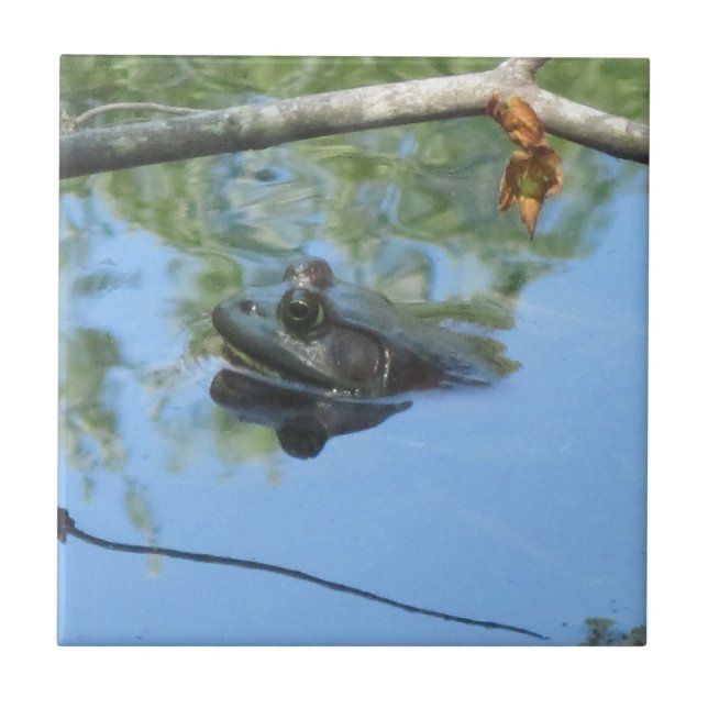 Azulejo sapo (Frente)