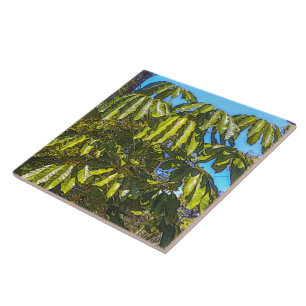 Azulejo Schefflera Umbrellas
