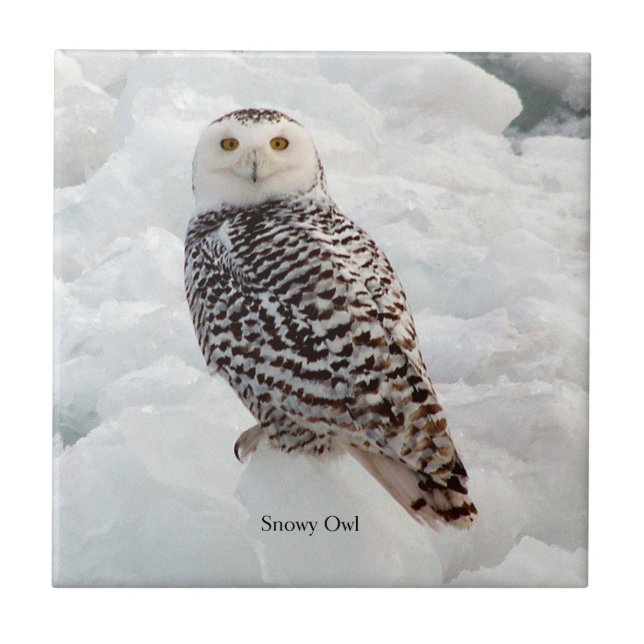 Azulejo Snowy Owl (Frente)