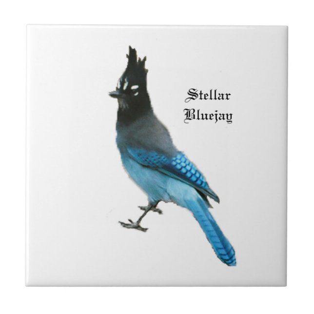 Azulejo Stellar Blue Jay (Frente)