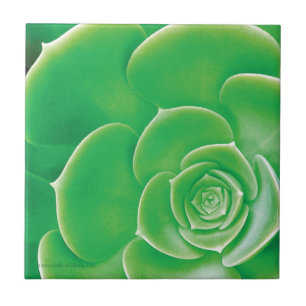 Azulejo - Succulent verde de florescência
