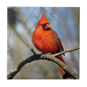 Azulejo Sunny Cardinal Cerâmico