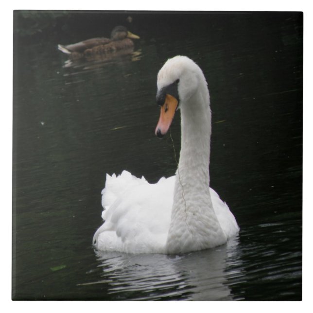Azulejo Swan Branco (Frente)