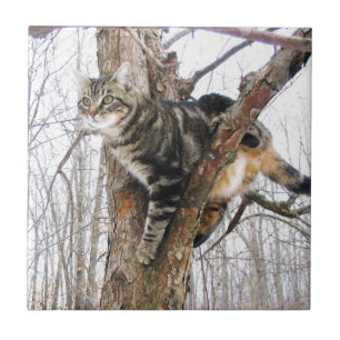 Azulejo Tabbycat