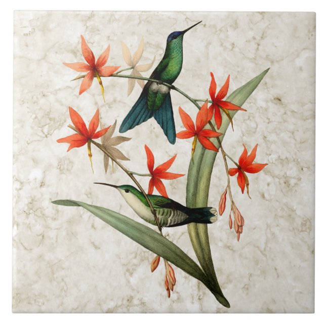 Azulejo tampado violeta do colibri da ninfa de (Frente)