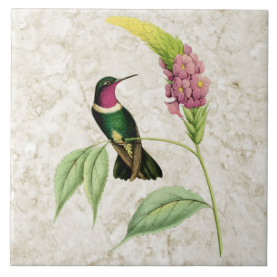 Azulejo Throated Amethyst do colibri