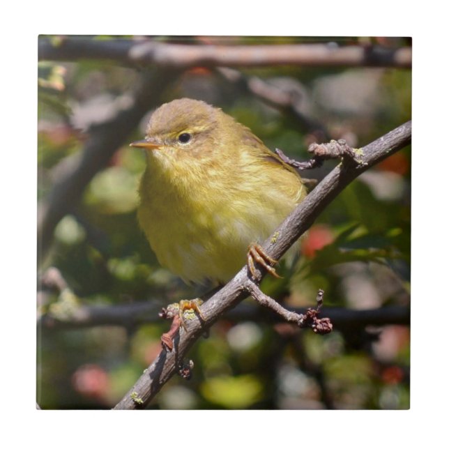 Azulejo/Trivet da toutinegra (Frente)