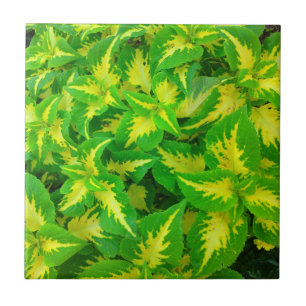 Azulejo tropical da flor do Coleus do verde