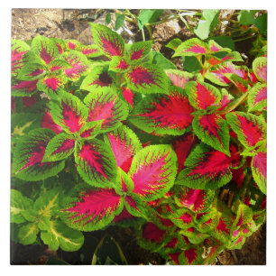 Azulejo Tropical de Flor Verde Rosa