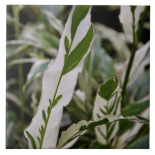 Azulejo Variegated do gengibre