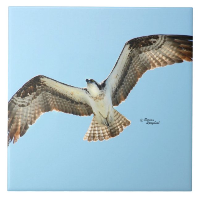 Azulejo voador Osprey hawk (Frente)