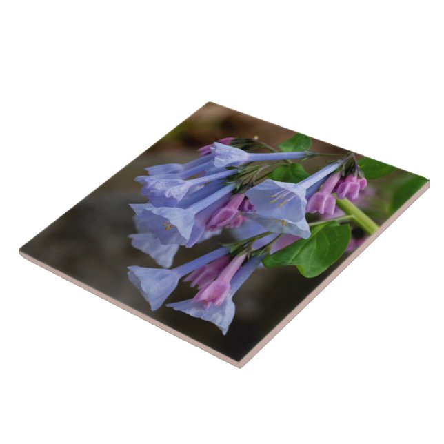Azulejo Wildflower de Virginia Bluebells (Lateral)