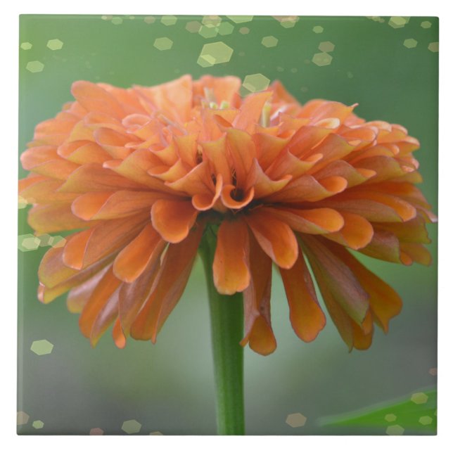 Azulejo Zazzled Zinnia (Frente)