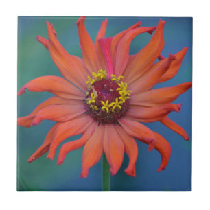 Azulejo Zippy Zinnia