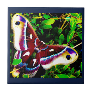 Azulejos Blues borboletas