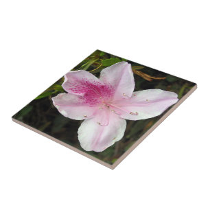 Azulejos Cerâmicos de Foto Azalea Rosa Vivos