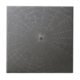 Azulejos da Web de aranha