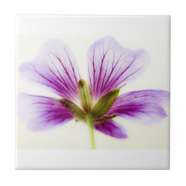 Azulejos luminosos púrpura (Frente)