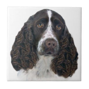 Azulejos para retratos do inglês springer spaniel